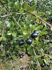 Syzygium buxifolium