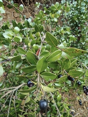 Syzygium buxifolium