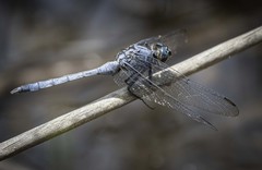 Orthetrum boumiera