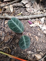 Echites tuxtlensis