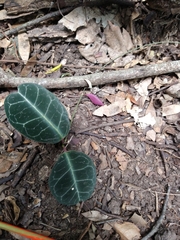 Echites tuxtlensis