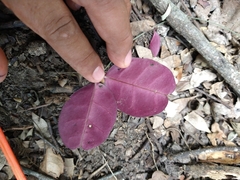 Echites tuxtlensis
