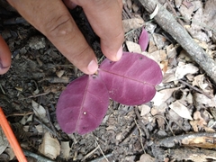 Echites tuxtlensis