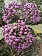 Callicarpa bodinieri
