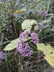 Callicarpa bodinieri