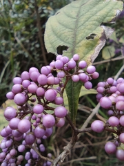 Callicarpa bodinieri