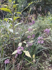 Callicarpa bodinieri