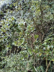 Syzygium buxifolium