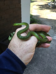 Philothamnus natalensis