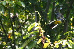 Trogon citreolus