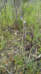 Thelymitra glaucophylla