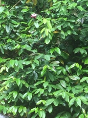 Strophanthus gratus