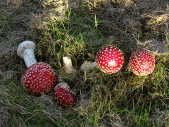 Amanita muscaria
