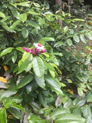 Strophanthus gratus