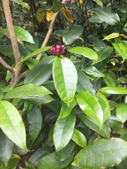 Strophanthus gratus