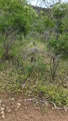 Thelymitra glaucophylla
