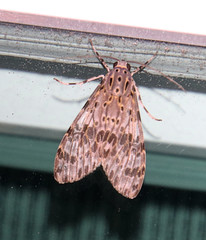 Eucereon myrina