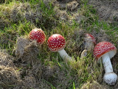 Amanita muscaria
