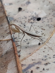 Musoniella
