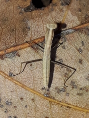 Musoniella