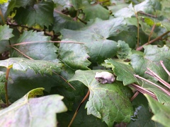 Hyla chrysoscelis