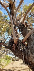 Eucalyptus socialis socialis