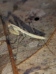 Musoniella