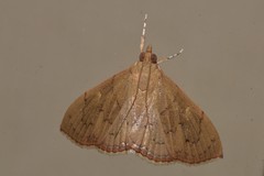 Hyalobathra crenulata