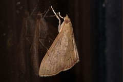 Hyalobathra crenulata