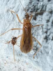 Oncerotrachelus pallidus