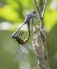 Orthetrum boumiera