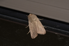 Leucania abdominalis