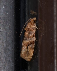 Lobesia transtrifera