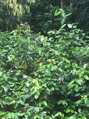 Strophanthus gratus