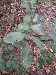 Trichilia havanensis