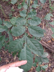 Trichilia havanensis