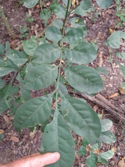 Trichilia havanensis