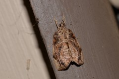 Crocidolomia suffusalis