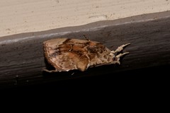 Crocidolomia suffusalis