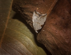 Zonopetala viscata