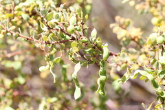 Acacia brachybotrya
