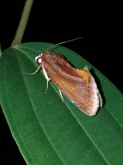 Gonodonta fulvangula