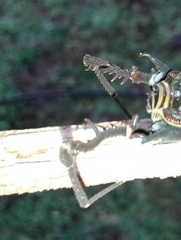 Sadocus asperatus