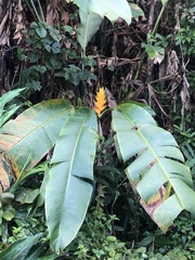 Heliconia caribaea