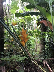 Heliconia caribaea