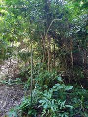 Acanthocereus castellae