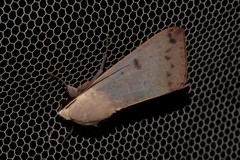 Ophiusa disjungens