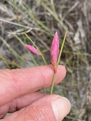 Johnsonia teretifolia