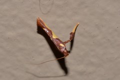 Caloptilia xanthopharella