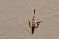 Caloptilia xanthopharella